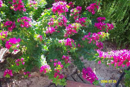 Bougie, Torchglow.JPG