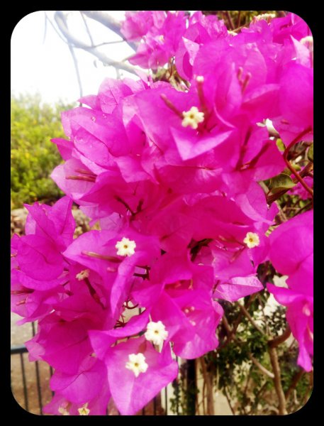 Bougieat Gate 9 Sep 21.jpg