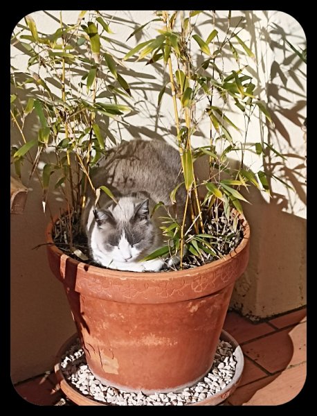 Boy in Bamboo 26 Nob 21.jpg