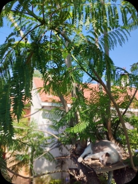 Boy in Jak3 14 Jul 25.jpg