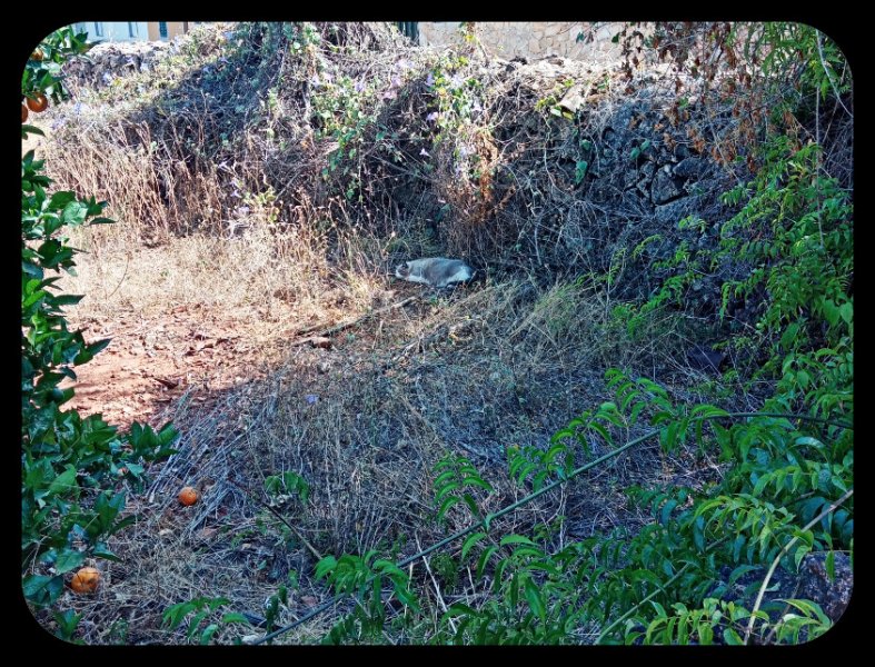 Boy in Orchard2 3 Jul 22.jpg