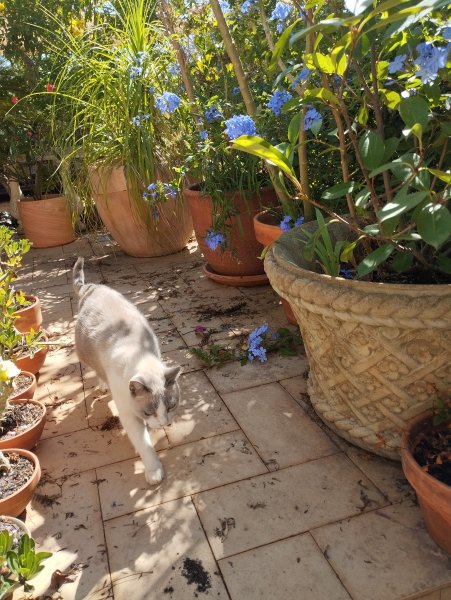 Boy in Plumbago 8 Sep 25 .jpg