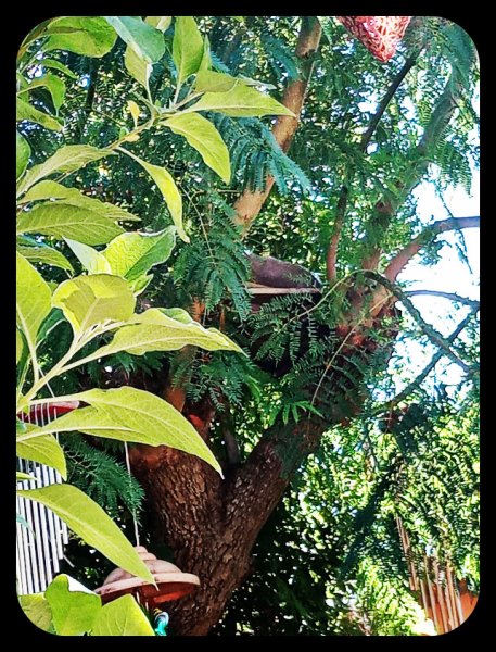 Boy in Treehouse .jpg