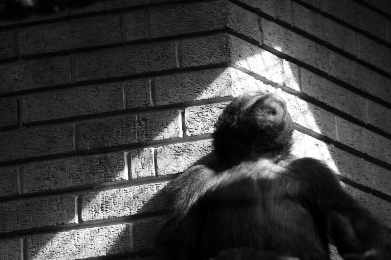 Bpool zoo and eclipse 020b.JPG