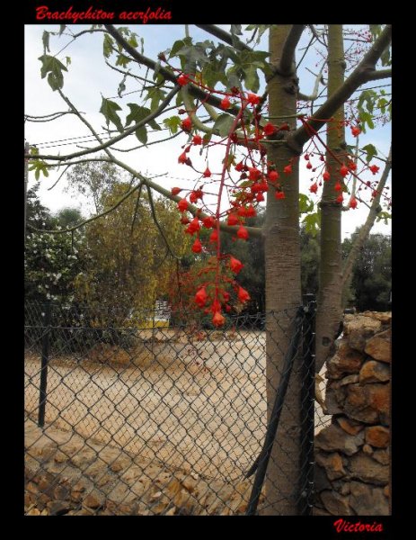 Brachychiton acerfolia 1.JPG