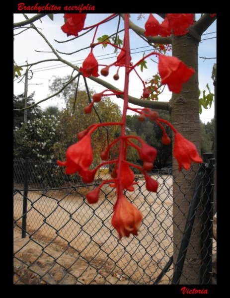 Brachychiton acerfolia 2.JPG