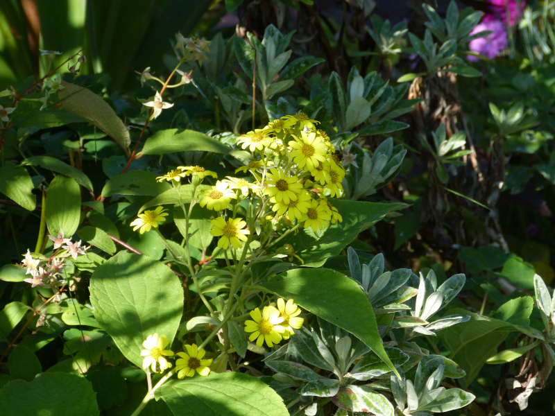 Brachyglottis huntii.JPG