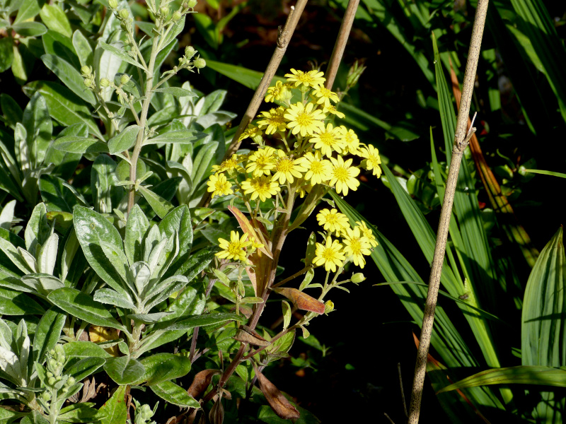 Brachyglottis huntii.JPG