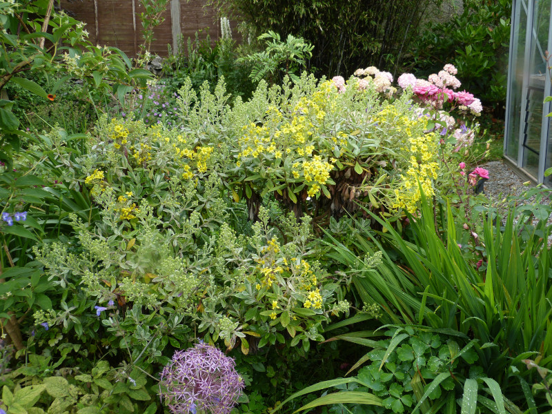 Brachyglottis huntii.JPG