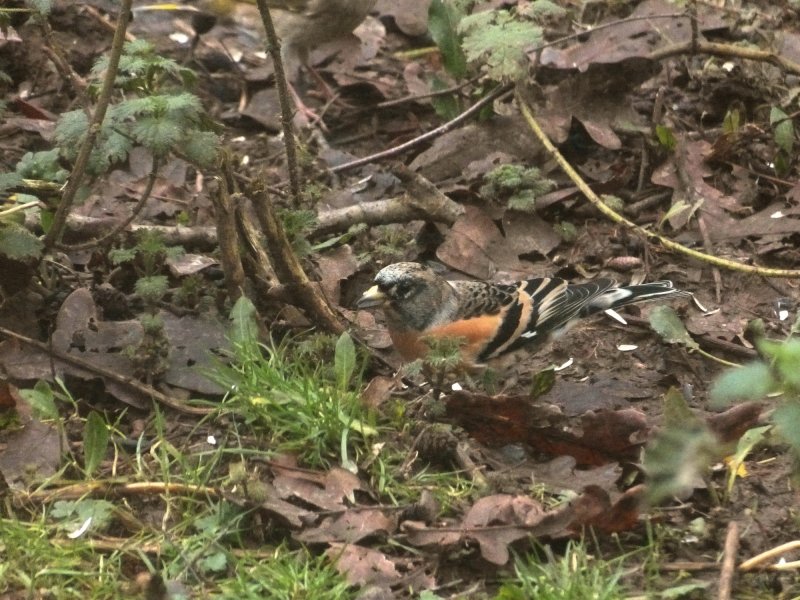 bram 10 jan 18 (1).JPG