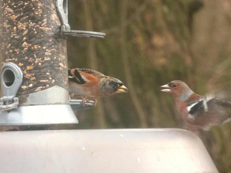 bram 10 jan 18 (2).JPG