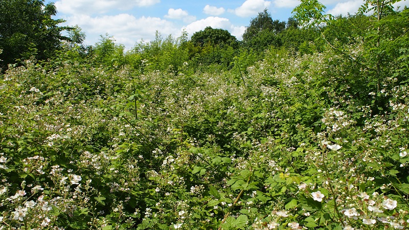 brambles1.jpg