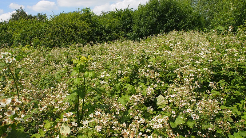 brambles2.jpg