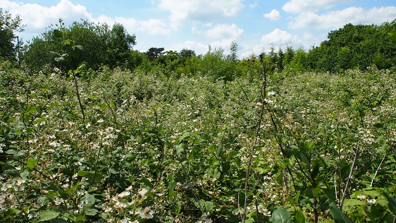 brambles3.jpg