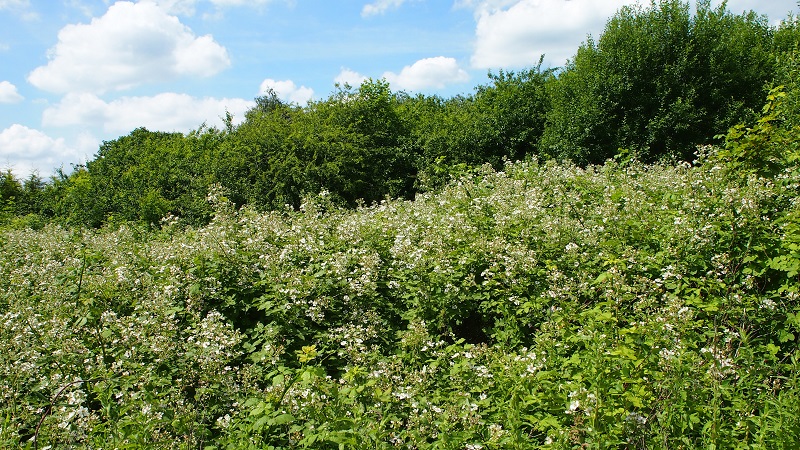 brambles4.jpg