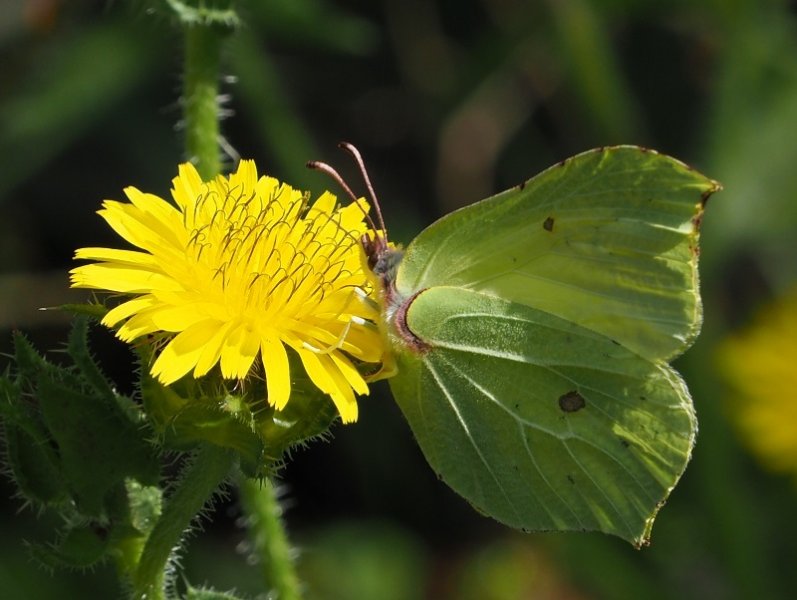 Brimstone 2019 A.jpg