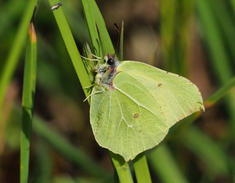 brimstone male 20201.jpg