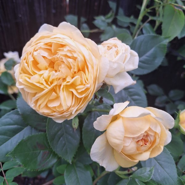 Bring Me Sunshine.jpg