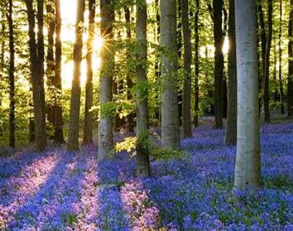 British Bluebells.jpg