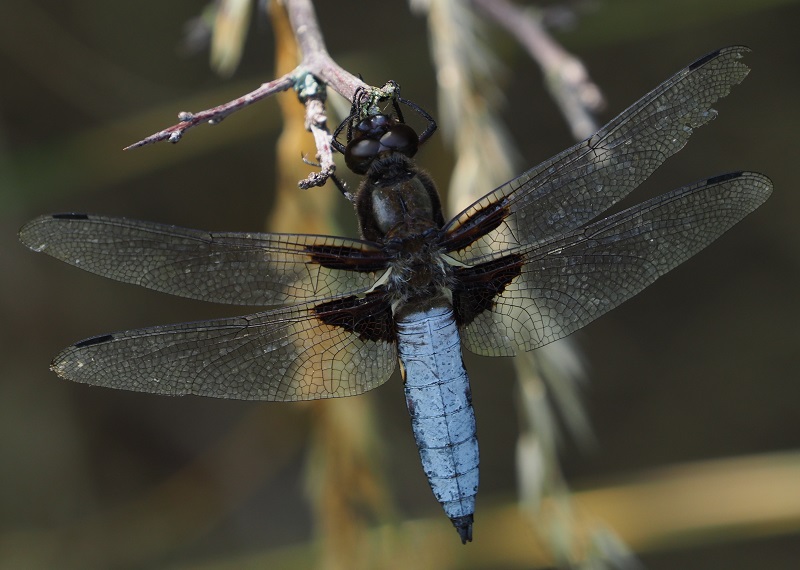 Broad chaser 2019A.jpg