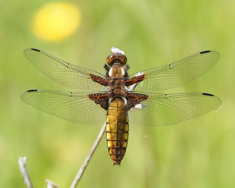 broad chaser 2021.jpg