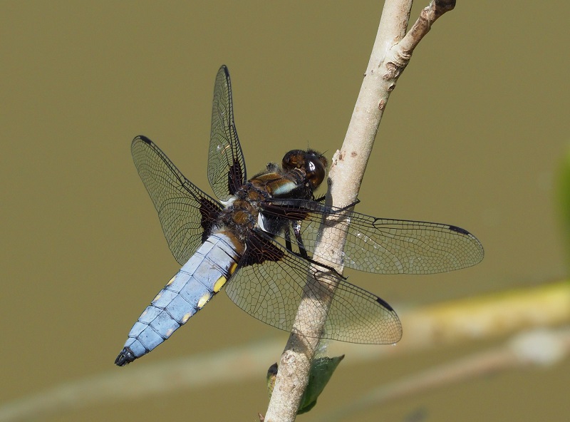 broad chaser 2021B.jpg