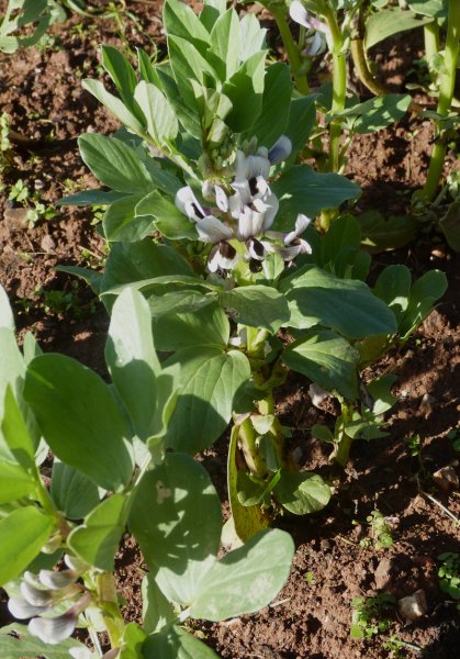 Broadbean.JPG