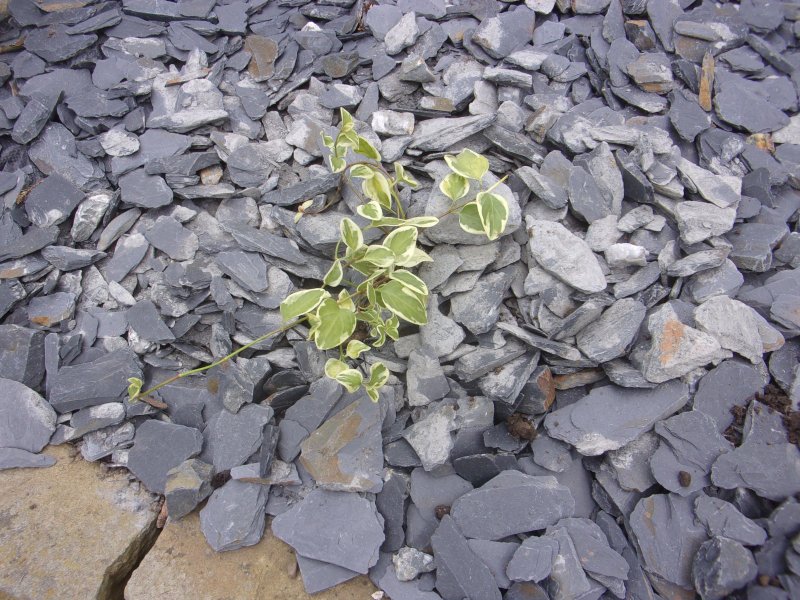 Brons gardens_491.JPG