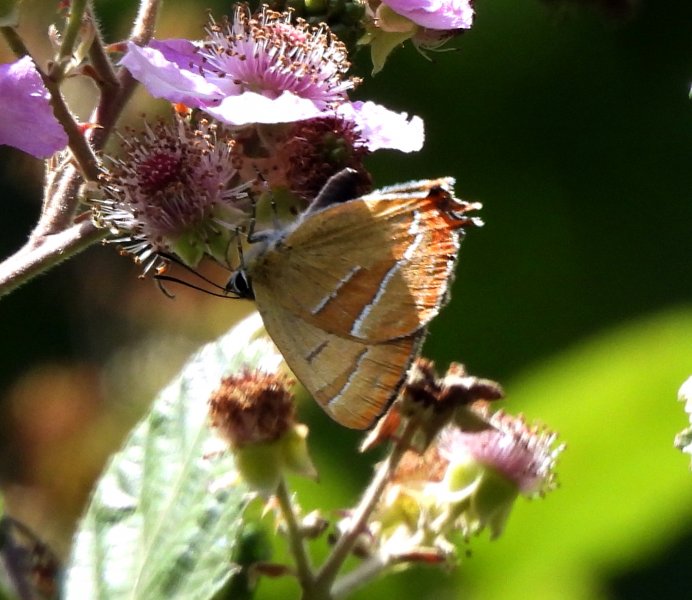 Brown Hairstreak (1).JPG