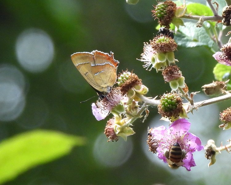 Brown Hairstreak (16).JPG