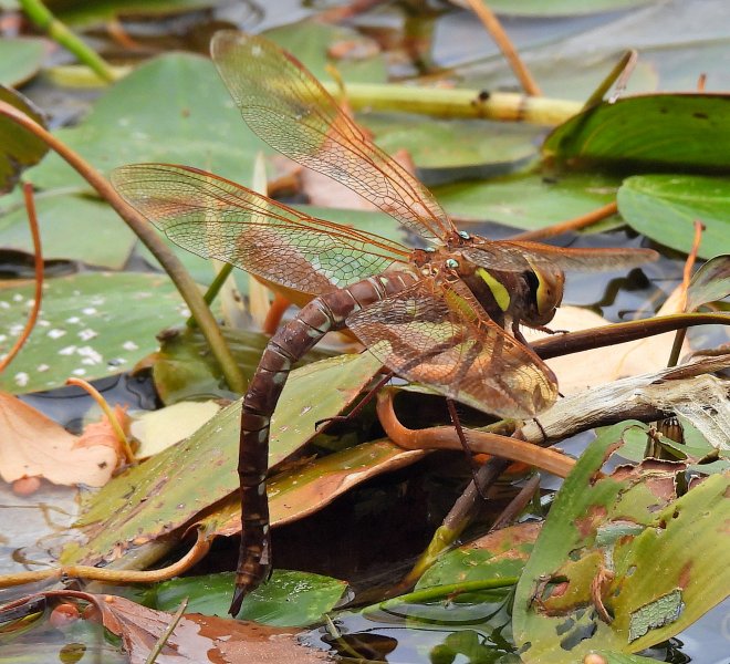Brown Hawker  (3).JPG