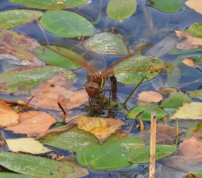 Brown Hawker  (6).JPG