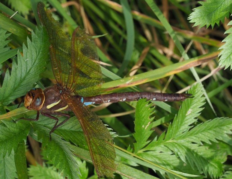 brown hawker woodwalton.jpg