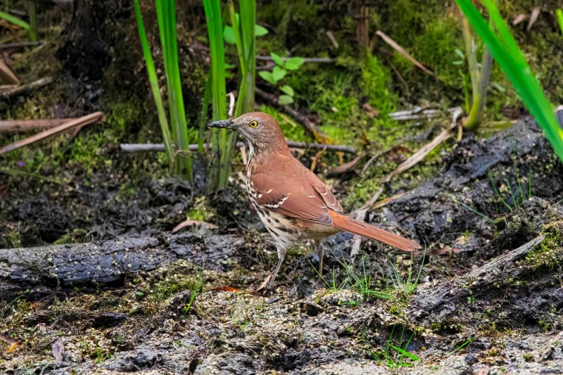 Brown Thrasher.jpg