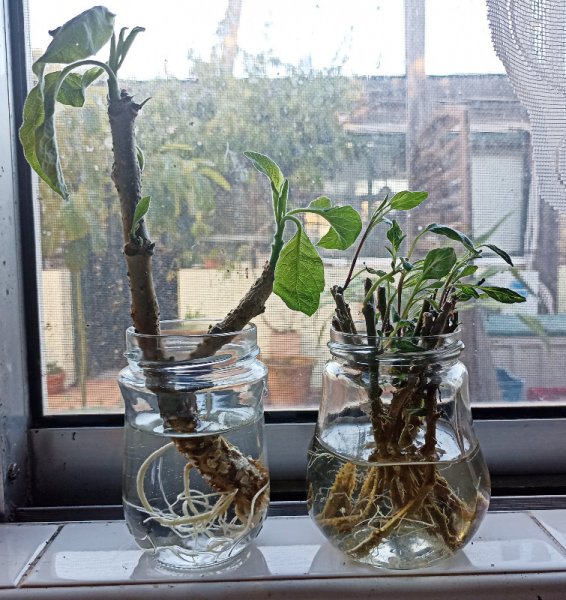 Brug Bright Orange 5 Jan 21.jpg