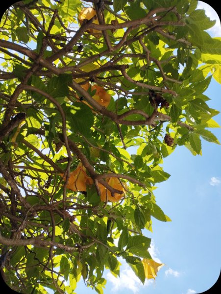 Brug from Under 10 May 25.jpg