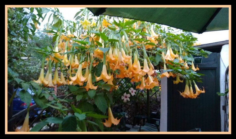 Brug Jan2 Oct 119.jpg