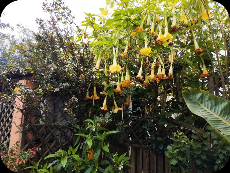 Brug over Jungle Room 1 6 Apr 25.jpg