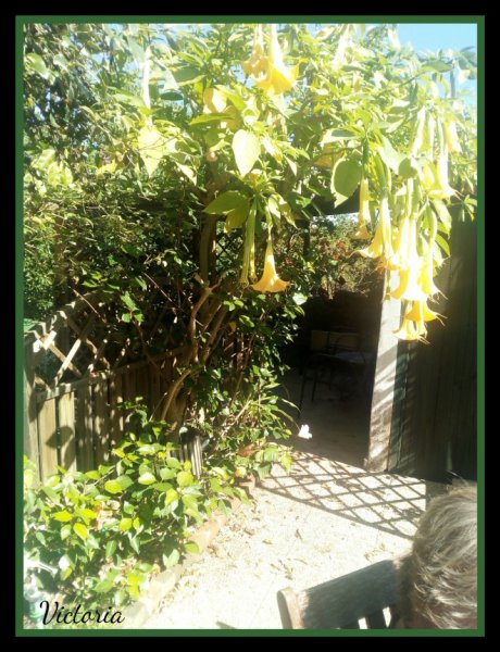 Brug Patio 23 Feb 20.jpg