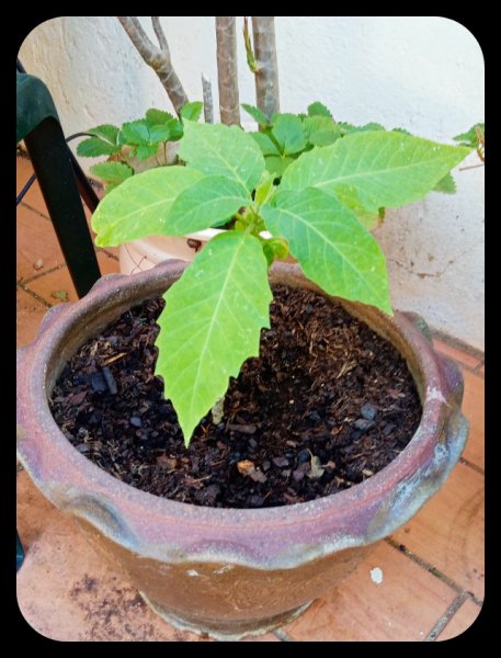 Brug Pink 1 14 Jul.jpg