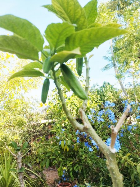 Brug Pink 13 Sep 25(1).jpg