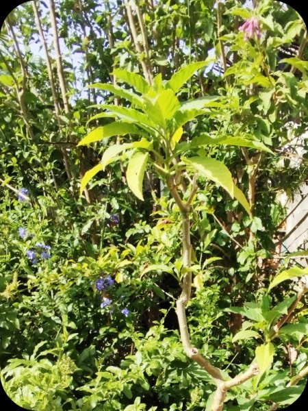 Brug Pink 21 Jun 25.jpg