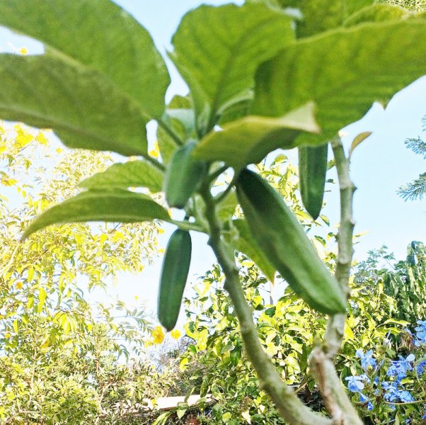 Brug Pink Bud 13 Sep 25.jpg