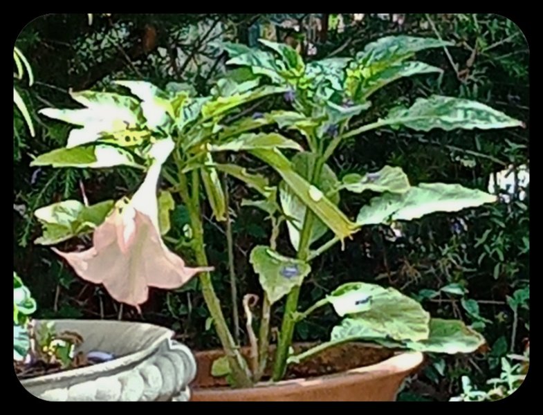 Brug Pink & Bud 18 Jun 22.jpg