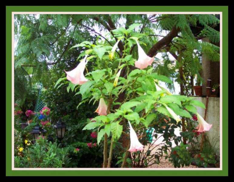 Brug Pink Oct 07.jpg