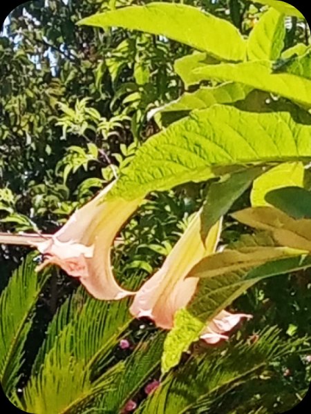 Brug Pink2 6 Jun 24.jpg