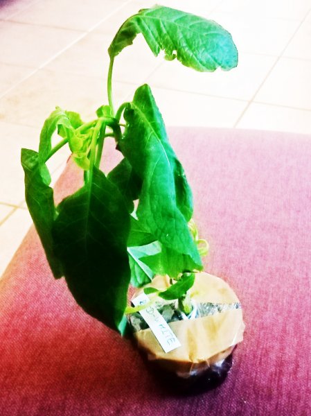 Brug R&W 16 Feb 21.jpg