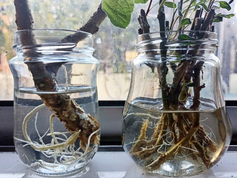 Brug Roots 5 Jan 21.jpg