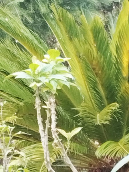 Brug Toby 13 Sep 25.jpg