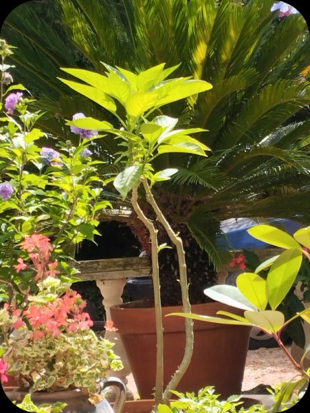 Brug Toby 21 Jun 25.jpg